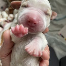 Basset Hound Puppies from Best Friends Bassets