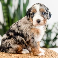 Gouda - female Australian Mountain Doodle puppy in Sharpsburg, Georgia from Steindoodles