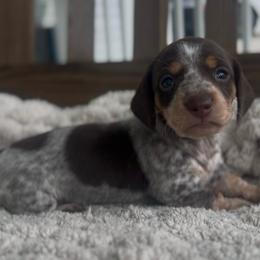 Chocolate And Tan Piebald - Piebald female Dachshund puppy in Blackstone, Virginia from Cheyenne's Dachshunds