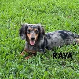 Raya - Dachshund
