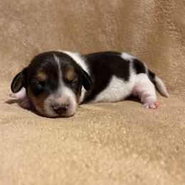 Boy 1 - Piebald male Dachshund puppy in Yuma, Arizona from M's puppy love