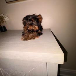 Pixie - Black and tan female Yorkshire Terrier puppy in Chicago, Illinois from Chicago Yorkies
