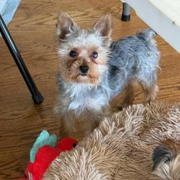 Logan - Yorkshire Terrier