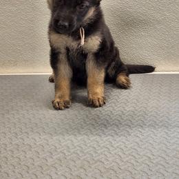 Yvette - Black and tan female German Shepherd puppy in Whitewater, California from Vom Haus Metzler Shepherds