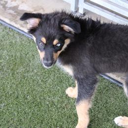 Griffon - Black male Australian Shepherd puppy in Sonoita, Arizona from Gardner Canyon Kennels