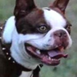 Boston Terriers and Bulldogs from TrintyCrossBulldogs