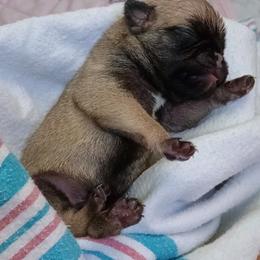 Beast - Fawn male Pug puppy in East Bernstadt, Kentucky from Sundance Pugs