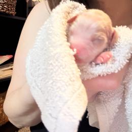 GIrl 2 - White female Cavapoo puppy in Kalamazoo, Michigan from Sleeping Bear Kennels