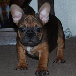 French Bulldogs from Top of the Line French Bulldogs