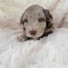 Beast (Adam) - male Australian Mountain Doodle puppy in Fullerton, California from Emerald Creek Doodles