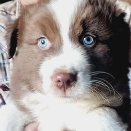 Australian Shepherds from Dellaganna Ranch