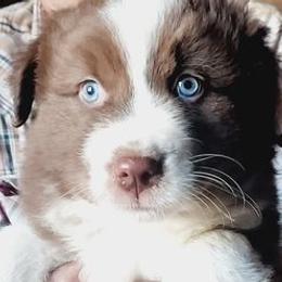 Australian Shepherds from Dellaganna Ranch