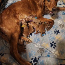 Mitzy Lime Green Boy - Dark golden male Golden Retriever puppy in Idaho Falls, Idaho from Once Upon A Dream Kennels