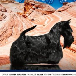 Jordan - Scottish Terrier