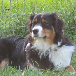 Moni - Australian Shepherd
