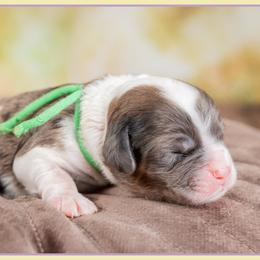 Caspien - Merle male Cockapoo puppy in Connersville, Indiana from Deaz Doodle Ranch
