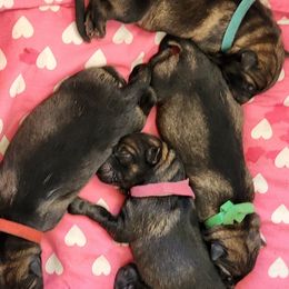 Mantis AKA Pipsqueak - Sable female German Shepherd puppy in Kingman, Kansas from Tiny Titans K9