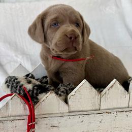 Silver red - Silver male Dilute Retriever puppy in Teton County, Montana from East Front Labradors & Treasure State Schnauzers