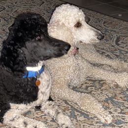 Goldendoodles and Poodles from White Mountain Royal Doodles