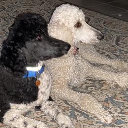 Goldendoodles and Poodles from White Mountain Royal Doodles