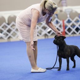 Staffordshire Bull Terriers from Freystaff Staffordshire Bull Terriers