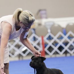 Staffordshire Bull Terriers from Freystaff Staffordshire Bull Terriers