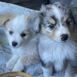Miniature Australian Shepherd and Toy Australian Shepherd Puppies from Northern Roots Aussies