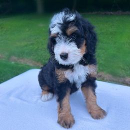 Sadie - Tri-color female Bernedoodle puppy in Sugarcreek, Ohio from Cuddly Companion Doodles