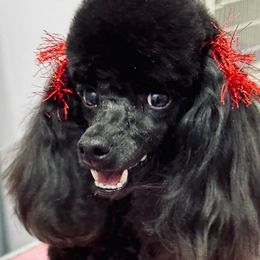 Poodles from Winsome Toy Poodles