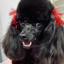 Poodles from Winsome Toy Poodles