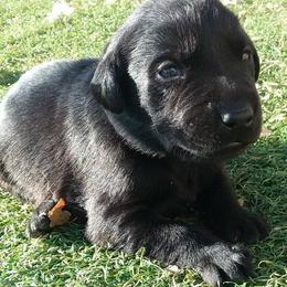 Labrador Retrievers from Lakota's-Applewoods