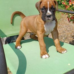 Lone Star - Boxer puppy from PuppyLove