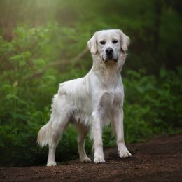 Relay - Golden Retriever