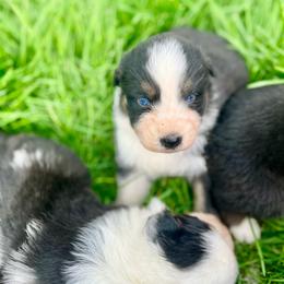 Ferrero - Black tri-color male Australian Shepherd puppy in Kentland, Indiana from Pine Grove Aussies