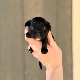 Porky - Black male Cavapoo puppy in Nashville, Arkansas from Rocky Road Puppies