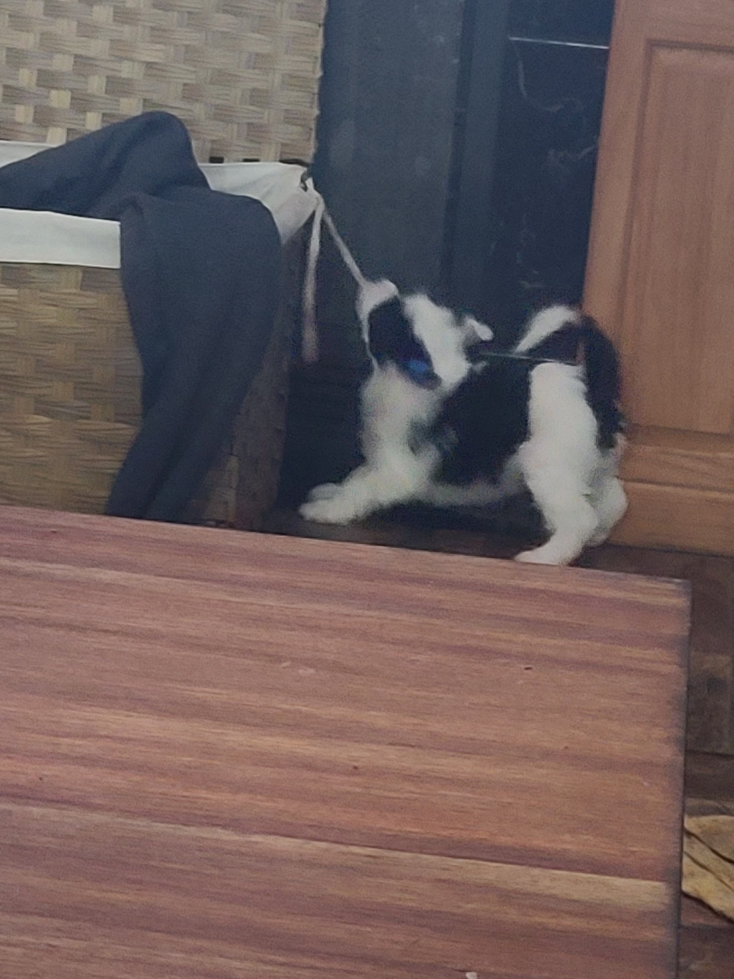 Chinese Crested Puppies from Mountain Meadows