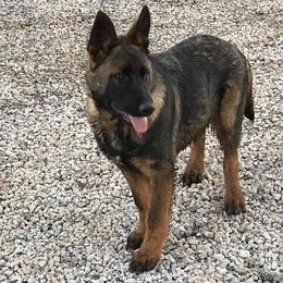 German Shepherd Puppies from Mengerhaus