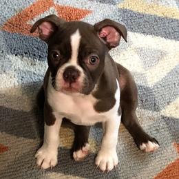Boston Terrier Puppies from Angie's Little Bostons