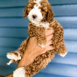 Cavapoo and Goldendoodle Puppies from Lake Cumberland Doodle Farm