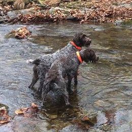 Wirehaired Pointing Griffon All Grown Up from Foggy Gap Griffons