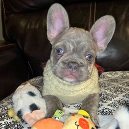 Elsie - Blue fawn female French Bulldog puppy in Graham, Washington from Olivia's Miniature Schnauzer's and French Bulldogs