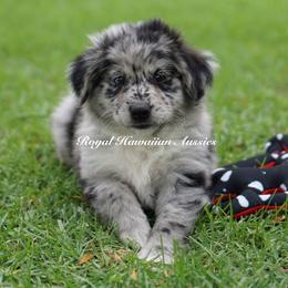 Anastasia - Miniature American Shepherd puppy from Royal Hawaiian Aussies LLC