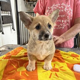 Girl 2 - Red female Pembroke Welsh Corgi puppy in Moulton, Alabama from Reed's Pembroke Corgi Welsh