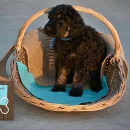 Poodle Puppies from Nay Design Poodles