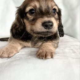 Noah - Cream male Dachshund puppy in Lake City, Florida from KNG FARMS