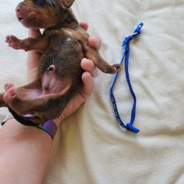 Rhodesian Ridgeback Puppies from Monarch Rhodesian Ridgebacks