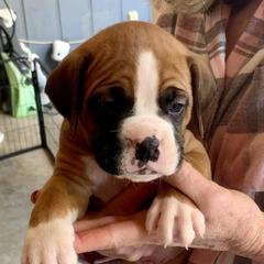 Boxers from Blueberry Hill Boxers