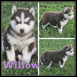 Willow - Red and white female Siberian Husky puppy in Merrill, Michigan from Haase Family Kennels