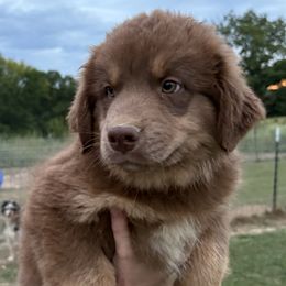 Red boy - Red tri-color male Australian Shepherd puppy in Eolia, Missouri from Barefoot Kennel