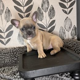Gilbert - French Bulldog puppy from Dirty Paws Breeding
